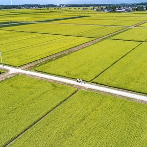 新米 精米 令和6年産 あきた栗山 大谷米 あきたこまち 5kg 秋田県産 あきたこまち オータニファーム