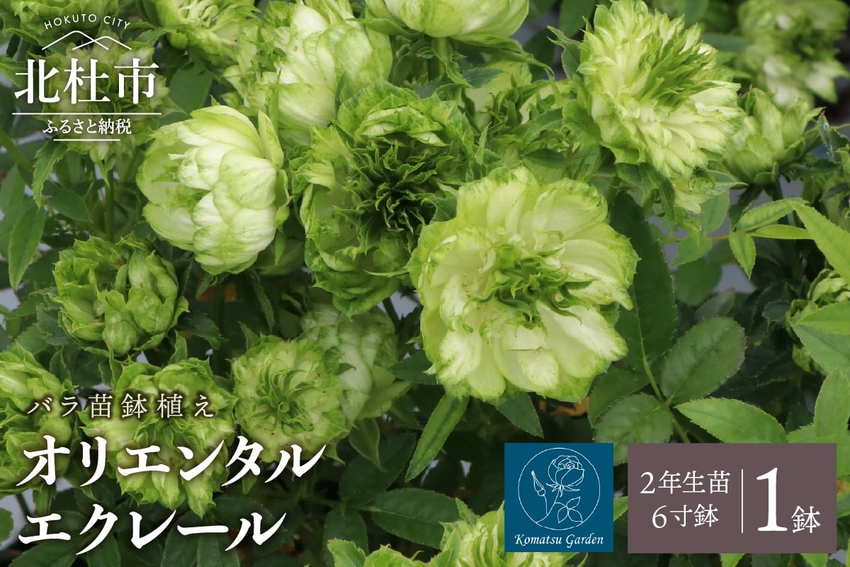 
                  バラ苗鉢植え「オリエンタルエクレール」　バラ 苗 四季咲き 鉢植え 花 6寸鉢 2年生苗 ガーデニング 母の日 父の日
                