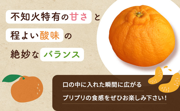 【先行予約】 不知火 訳あり 約8kg しらぬい 柑橘 フルーツ 果物 果実 みかん 蜜柑 ミカン 熊本県 宇城市産 【2026年2月下旬から4月上旬発送予定】