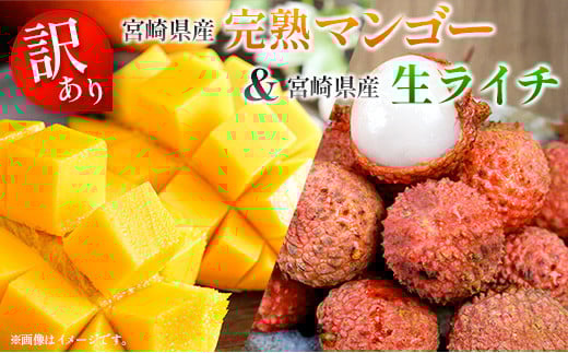 ＜訳あり＞ 完熟 マンゴー 約1kg ＆ 生ライチ 300g 果物 フルーツ 宮崎県産 特産 セット