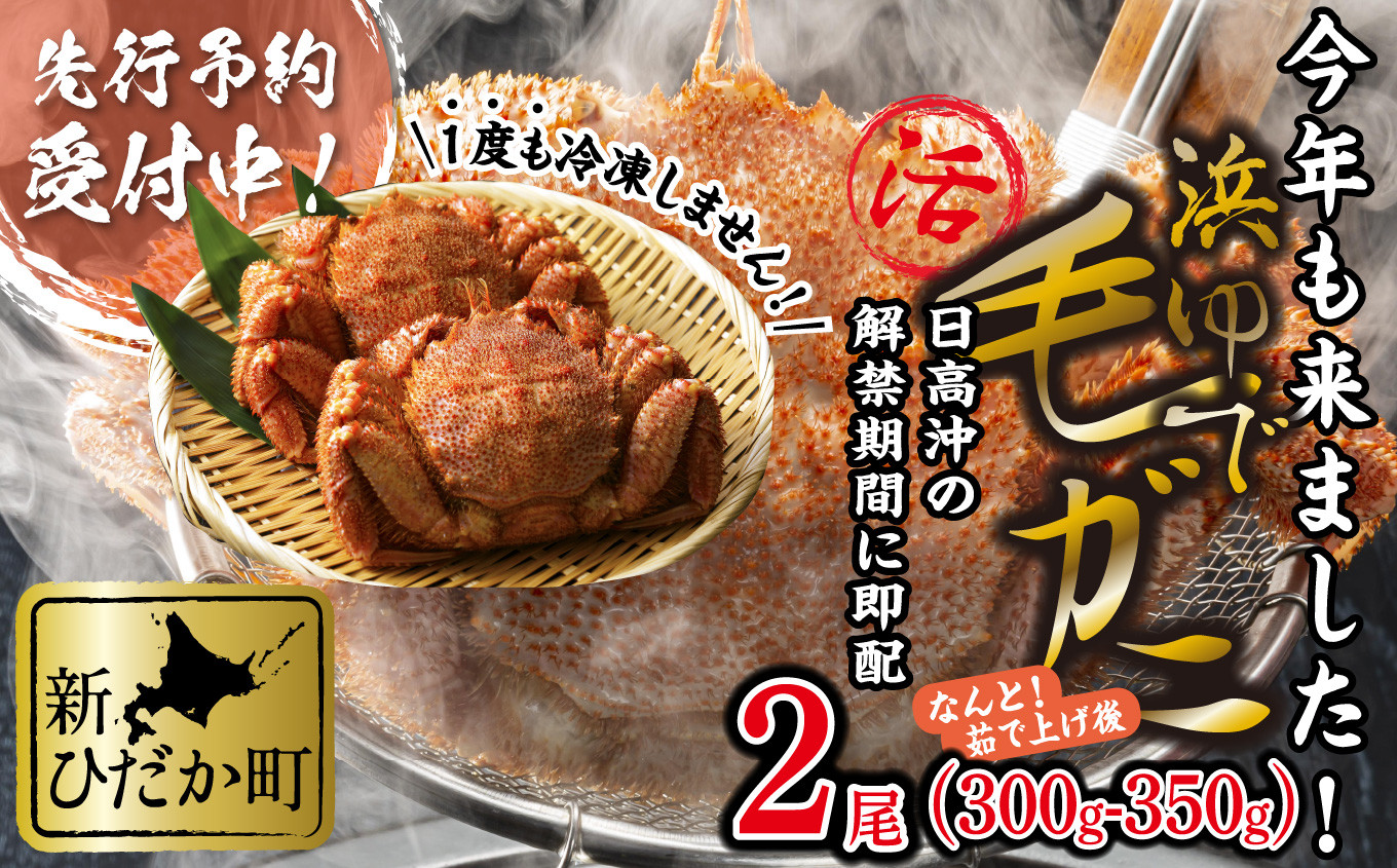 
            ＜2025年1月中旬から順次発送＞ 北海道産 浜ゆで 毛ガニ 2尾 計 600g 以上 ＜ 予約商品 ＞ 北海道  冷蔵 毛蟹 毛がに けがに かに 蟹 カニ かに味噌 カニ味噌 新鮮 旬 ボイル 浜茹で 海鮮 海産物 新鮮 旬 魚介 蟹味噌 みそ  新ひだか町
          