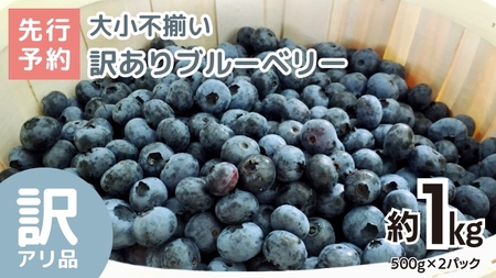 《 先行予約 》ブルーベリー 大小不揃い 約 1kg【2026年6月中旬頃より発送開始】訳アリ B品 お得 甘い 甘酸っぱい 産地直送 おやつ デザート ジャム スムージー