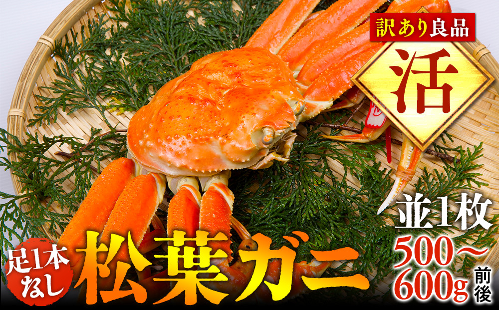 【活】足1本なし　訳あり松葉ガニ　並1枚（500～600g前後）【着日指定不可】※2026年11月上旬～2027年3月下旬頃に順次発送予定《かに カニ 蟹》