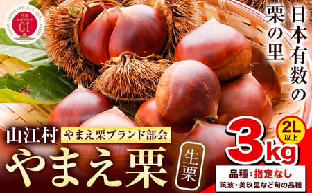 GI認証登録 山江村の やまえ栗 生栗 3kg 品種指定なし 筑波 美玖里 など旬の品種 やまえ栗ブランド部会 有限会社やまえ堂《9月上旬-10月下旬頃出荷》熊本県 球磨郡 山江村 栗 くり フルーツ 熊本県産 果物 早期 予約