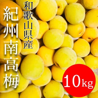 ふるさと納税 有田川町 和歌山県　南高梅 　10kg【黄色〜完熟梅】