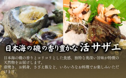 【サザエ 兵庫県香住産 新鮮 天然 活サザエ 2kg（14～20個）冷蔵】※発送目安：入金確認後、順次発送 香住で水揚げされた新鮮なサザエをお届けします。つぼ焼き、炊き込みご飯（サザエ飯）、酒の肴など