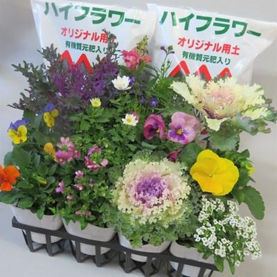 ふるさと納税 羽生市 ハイフラワーの季節の寄せ植えセット
