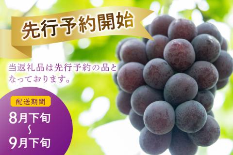 【先行予約】【2025年産】山陰浜田の特産果樹ピオーネ（2kg）＜8月下旬から発送開始予定＞ ふるさと納税 ぶどう ふるさと納税 ピオーネ ブドウ 葡萄 フルーツ くだもの 果物 【010_1945】