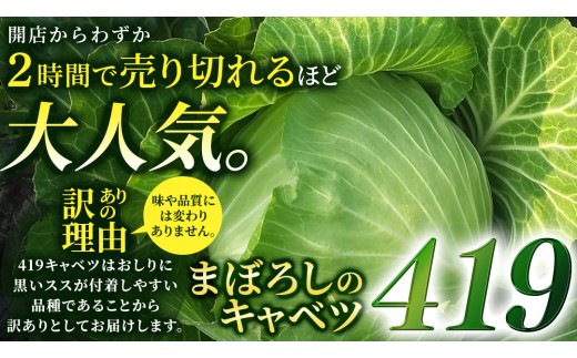 【7月中旬発送開始】訳あり まぼろしの419キャベツ 4玉 きゃべつ 嬬恋村産キャベツ 羽生田売店 幻のキャベツ419 産地直送 期間限定 人気 朝採り 通販 お取り寄せ 関東 群馬 出荷時期限定 Z