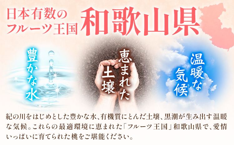【先行予約】和歌山の厳選白桃【白鳳・清水白桃・川中島白桃 等】化粧箱入り 約4kg 池田鹿蔵農園《7月上旬-8月中旬頃出荷》和歌山県 日高町 厳選 白桃 和歌山県産 白鳳 清水白桃 川中島白桃 桃 も