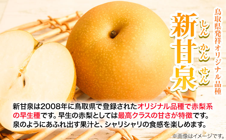 【先行予約 】訳あり なし 梨 新甘泉 約3kg (4~10玉) 高間商店《2025年8月下旬-10月上旬頃出荷》 鳥取県 八頭町 梨 なし ナシ 果物 フルーツ ご家庭用 訳あり 先行予約 送料無料