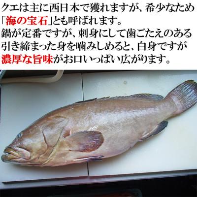 ふるさと納税 杵築市 大分県産 高級魚くえ料理セット4人前 |  | 01