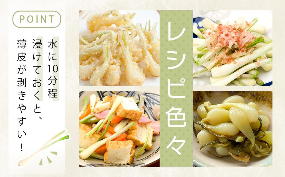 【令和8年3月頃発送】島らっきょう2ｋｇ(皮処理済）