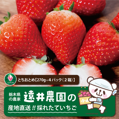 産地直送!!栃木県遠井農園の美味しいとちおとめ【270g×4パック(2箱)】【配送不可地域：離島】【1518944】