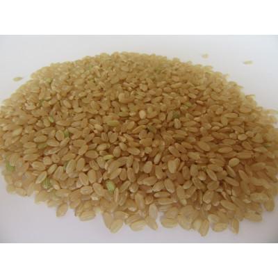 ふるさと納税 菊池市 菊池掛け干し清流米　玄米　10kg