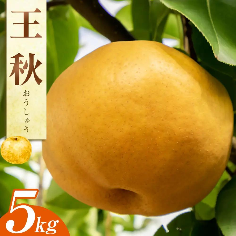王秋梨  5kg JA ※2026年10月下旬～11月下旬頃に順次発送予定 |梨