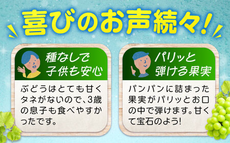 数量限定/9月上旬～9月下旬頃発送 沼隈ぶどう シャインマスカット 約1kg(2房) 広島県福山市/福山市農業協同組合　沼隈グリーンセンター ぶどう ブドウ 葡萄 種なし 大粒 マスカット シャインマ