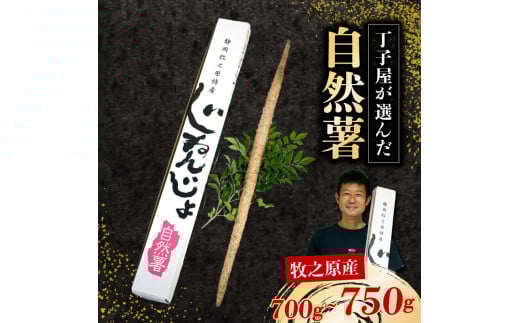 【R7年12月上旬からの発送】 丁子屋が選んだ 自然薯 台地のご馳走 700g ~ 750g 新鮮 健康 長寿 とろろ 静岡県 牧之原市 ヤマゴ増田製茶
