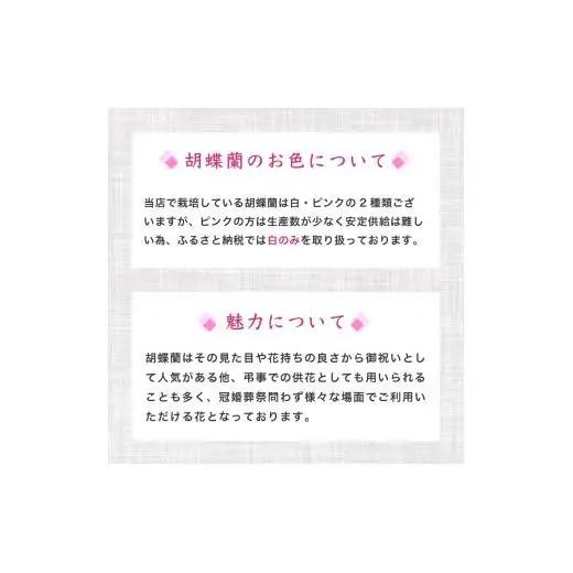 指定日配達 胡蝶蘭 7本立て 紅白 花