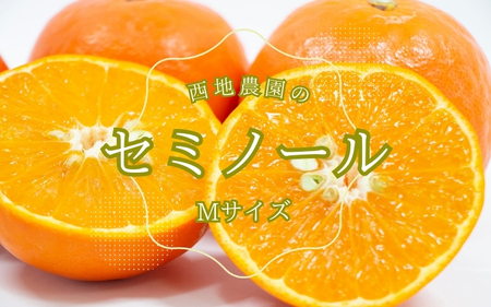 セミノール みかん 蜜柑 柑橘 / Mサイズ 西地農園のセミノール 4.5kg【2026年3月中旬から順次発送】【mnd010】