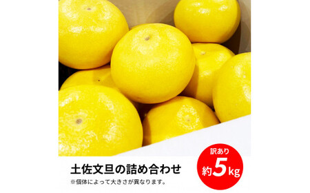 先行予約 土佐の柑橘 土佐文旦 5kg 詰め合わせ ちょっと訳あり 文旦 5キロ ぶんたん ブンタン 柑橘 高知県 高知 返礼品 故郷納税 9000円 果物 くだもの フルーツ お取り寄せ 美味しい 
