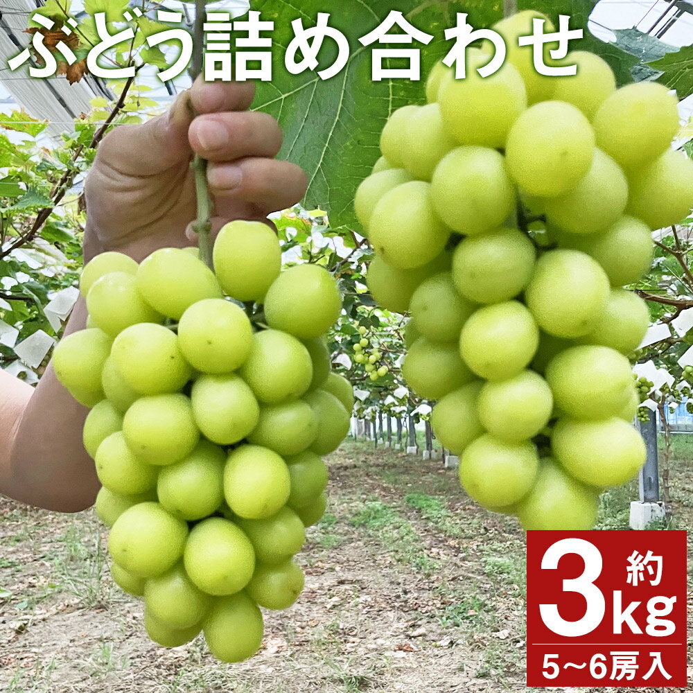 【ふるさと納税】ぶどう 詰め合わせ 約3kg 3〜4種類入り 5〜6房 葡萄 ぶどう ブドウ フルーツ マスカット ランダム おまかせ 果物 国産 九州産 熊本県産 菊池市産 送料無料【2025年8月上旬より順次発送予定】