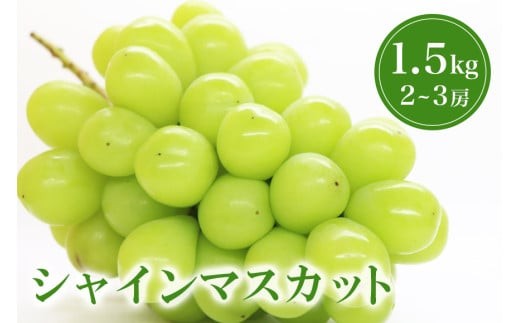 【 2026年 先行予約 】 シャインマスカット 1.5kg 鈴木ぶどう園 2房 ～ 3房 ぶどう ブドウ 国産 種なし 果物 くだもの 1.5キロ 種無し 皮ごと食べられる 甘い フルーツ 10月 発送 旬 秋 茨城県産 産地直送 産直 農家直送 冷蔵 茨城県 石岡市 (A07-004)