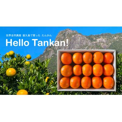 ふるさと納税 屋久島町 【屋久島産】相良パーティ『ハローたんかん』【M,L,2Lサイズ10kg】