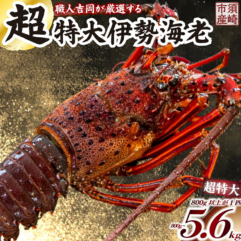 【ふるさと納税】 【2026年4月より順次配送】超特大 伊勢海老 選べる 容量 800g ～ 5.6kg 1尾 ～ 7尾 冷凍 超特大サイズ 急速冷凍 えび エビ 高級 鮮魚 海鮮 魚介 刺身 ギフト 贈答 贈り物 祝い ふるさと納税伊勢海老 ふるさと納税海鮮 ふるさと納税魚介 ふるさと納税さしみ