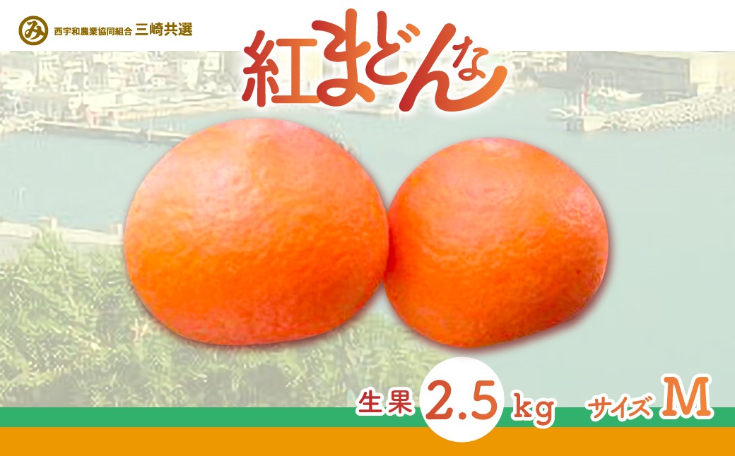 【先行予約】【数量限定】【贈答用】限定100ケース！紅まどんな（2.5kg/Mサイズ）※離島への配送不可（2025年12月上旬より順次発送予定） IKTBD003