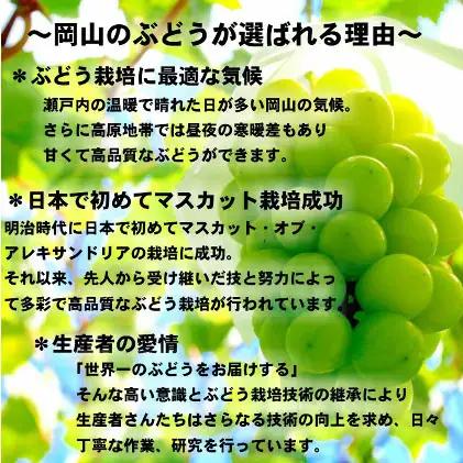 ぶどう 2026年 先行予約 シャインマスカット 晴王【9月上旬～順次発送分】 1房（約650g）秀品【配送不可：北海道・沖縄県・離島】 果物類 フルーツ 果物 葡萄 