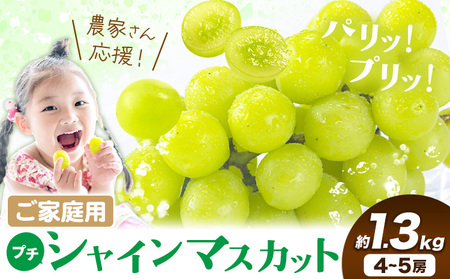訳あり シャインマスカット約1.3kg(先行予約)《8月上旬-8月下旬頃出荷》|シャインマスカットシャインマスカットシャインマスカット