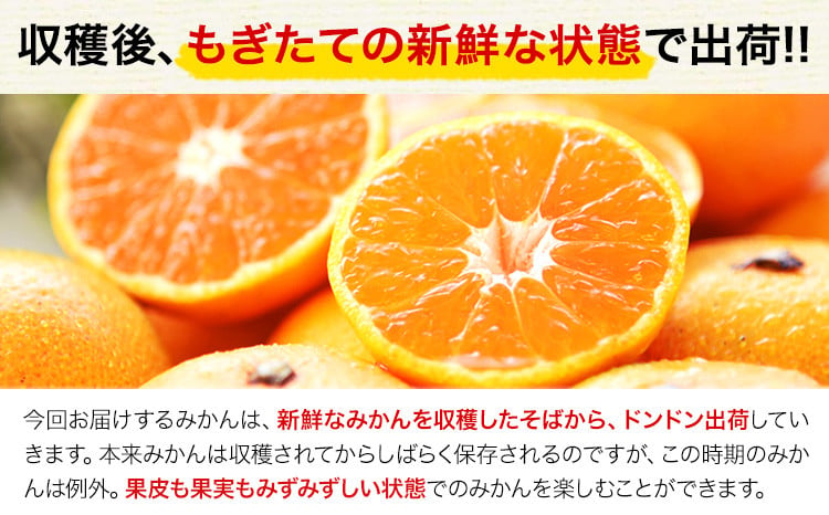 訳あり みかん 小玉みかん くまもと小玉みかん 2kg  秋 旬 不揃い 傷 ご家庭用 SDGs 小玉 たっぷり 熊本県 産 S-3Sサイズ フルーツ 旬 柑橘 熊本県産 温州みかん《9月下旬-12月