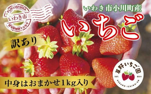 
訳あり【産地直送】いわき市産いちご　草野いちご園のいちごの詰め合わせ1kg（中身はお任せ）
