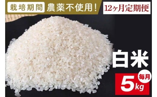 【2026年9月中旬発送開始】【12ヶ月定期便】★栽培期間農薬不使用★茨城県産 R８年産 こしひかり白米 5kg｜茨城県 行方市 ふるさと納税 お米 米 定期便 こしひかり 白米 精米 無農薬（BI-103）