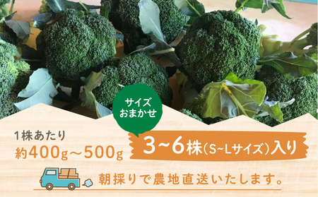 R8年 先行予約 朝採れ 戸ヶ野 ブロッコリー 4～5株 10月下旬～ [S737] ブロッコリー 野菜