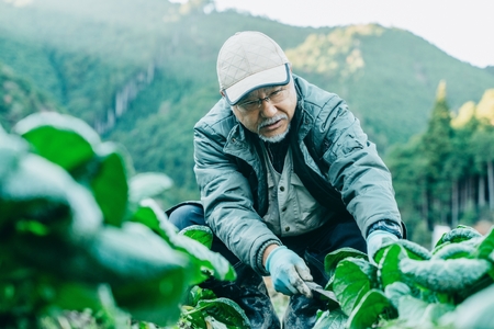 下北春まなの粉末「まなっ娘」50g×3袋　大和の伝統野菜をそのままパウダーにしました | 奈良県 下北春まな