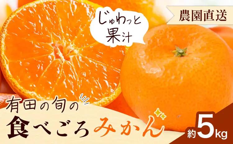 みかん 農園直送 有田の旬の食べごろ みかん 約5kg