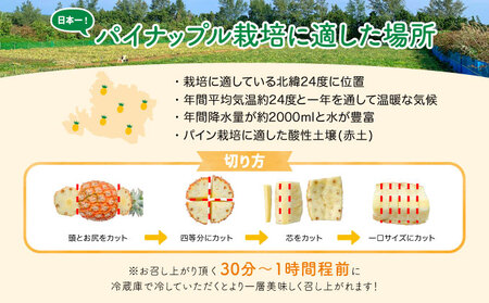 訳あり パイン 2024年 先行予約 人気No.１ 完熟 ピーチパイン 約4Kg 西表島ナウパカ ご家族満足用 ☆ほんの～り桃の香りのする不思議なパイン☆