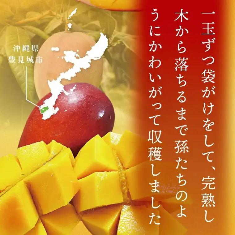 【2027年7月より順次発送】豊見城産マンゴー『殿内之宝(どぅんちのたから)』約2kg(ご家庭用)｜マンゴー フルーツ 果物 くだもの 先行予約 完熟マンゴー 沖縄フルーツ 家庭用 おきなわ 沖縄 沖