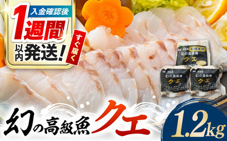 【1週間以内発送】対馬産 幻の高級魚 クエ 1.2kg 海鮮 魚介 鍋 高級 [WAA014] スピード発送 最速発送 最短発送