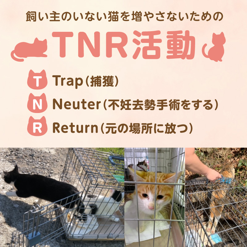 人と猫が互いに幸せになれるまちを目指して『不妊去勢手術支援プロジェクト』（返礼品はありません） N0159-9999995