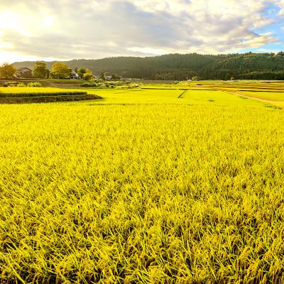 ふるさと納税 十日町市 令和7年産!魚沼産こだわり従来コシヒカリ【農家直送!】精米6kg(2kg×3袋) |  | 01