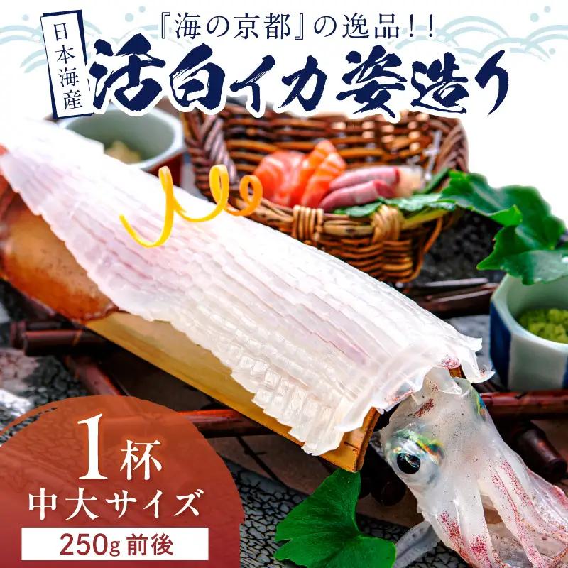 日本海産『海の京都』の逸品！！　活白イカ姿造り（クリスタル白いか）中大サイズ 1杯（250g前後）（2027年6月上旬～発送） ふるさと納税 海鮮 鮮度抜群 新鮮 海鮮 いか イカ 簡単調理 生産者応援 送料無料 生食 魚介類 活イカ 日本海産 刺身 BBQ 美味 逸品
