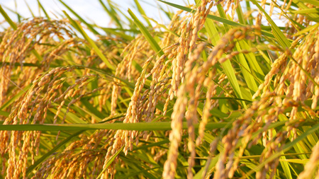 【 令和7年産 】 数量限定 桜川市産こしひかり 5kg（5kg×1袋） [AX018sa]