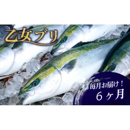 【 ブリ 】 ブリ定期便6ヶ月
