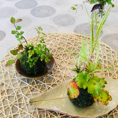季節を彩る癒やしの手作りコケ玉