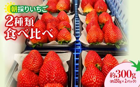 いちご 2種食べ比べ 大容量いちご 1kg