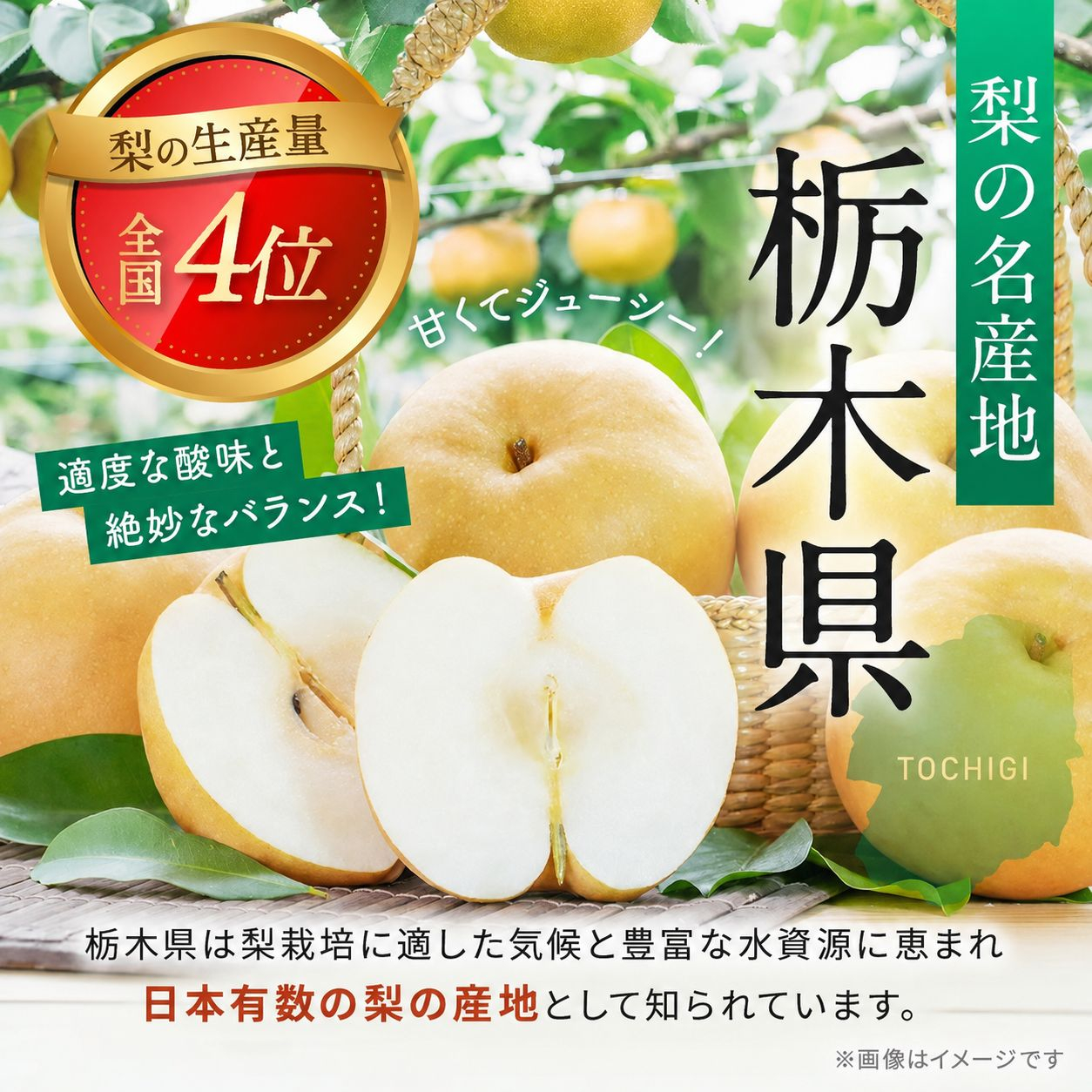 梨 新高 にいたか 秀品 3kg | 2026年9月～10月発送  栃木県共通返礼品 栃木県産 矢板市