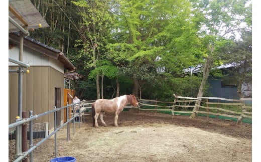 ポニーに乗ってお散歩。初級者乗馬（約60分間／1名様）（CV-6）